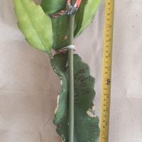 1 pianta pitaya dragon fruit hong kong 