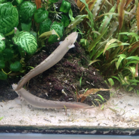 Anguilla del Senegal