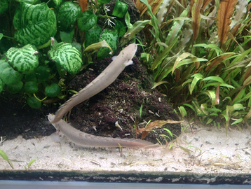 Anguilla del Senegal