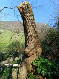 TRONCO per grandi SCULTURE in LEGNO