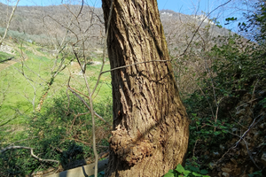 TRONCO per grandi SCULTURE in LEGNO