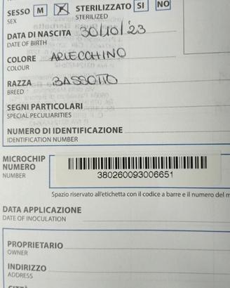 Bassotto arlecchino