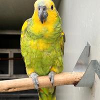 Coppie amazzoni a fronte blu xanthopteryx