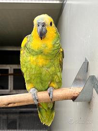 Coppie amazzoni a fronte blu xanthopteryx