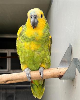 Coppie amazzoni a fronte blu xanthopteryx