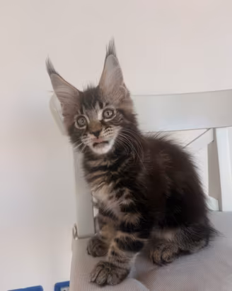 Main coon cuccioli