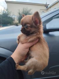 Chihuahua
