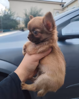 Chihuahua