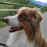 Pastore Australiano maschio per monta