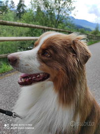 Pastore Australiano maschio per monta