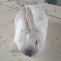 Disponibile coniglietto nano