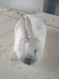 Disponibile coniglietto nano