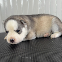 Cuccioli Siberian Husky occhi azzurri