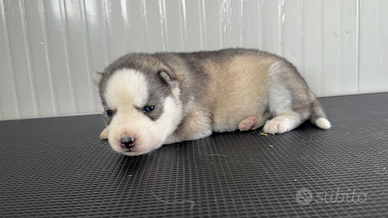 Cuccioli Siberian Husky occhi azzurri