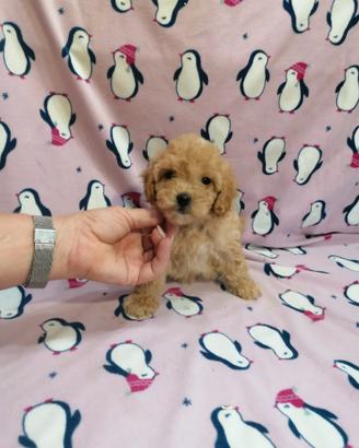 Maltipoo cucciola femmina
