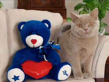 British Shorthair Pedigree