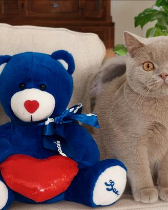 British Shorthair Pedigree