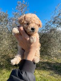 Barboncino toy e mini toy