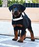 cucciola-pastore-di-beauce-nero-focata