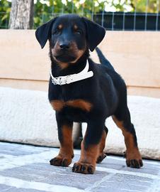 Cucciola PASTORE di BEAUCE nero focata