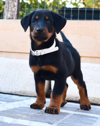 Cucciola PASTORE di BEAUCE nero focata