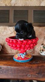 Ultimo chihuahua taglia mini maschio