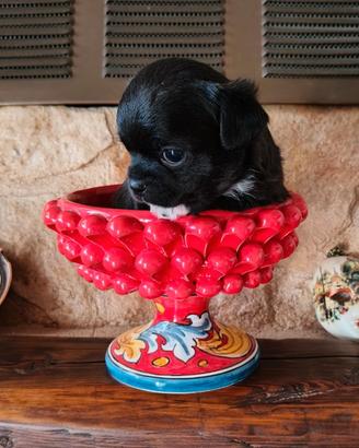 Ultimo chihuahua taglia mini maschio