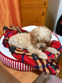 Barboncina Toy albicocca