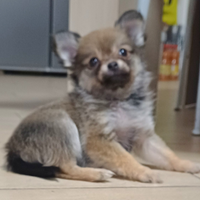 Cuccioli di pomchi pomerania