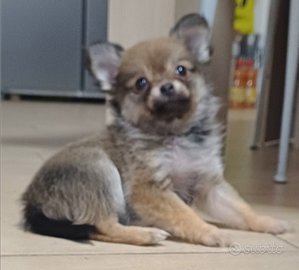 Cuccioli di pomchi pomerania
