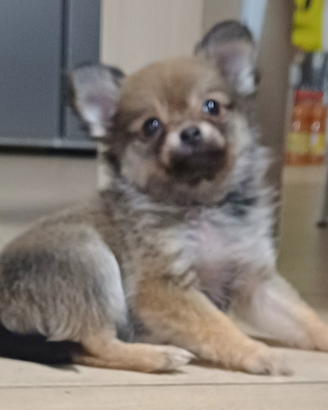 Cuccioli di pomchi pomerania