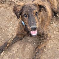 Mix retriever segugini