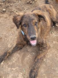 Mix retriever segugini