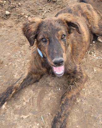 Mix retriever segugini