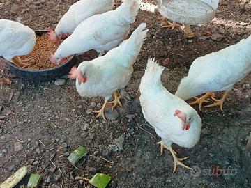 Galline
