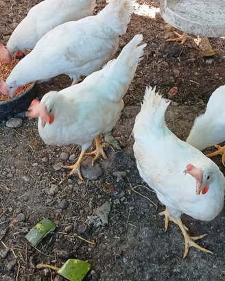 Galline