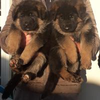 Cuccioli pastore tedesco