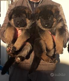 Cuccioli pastore tedesco