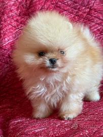 Cuccioli con pedigree Enci