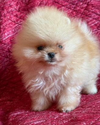 Cuccioli con pedigree Enci
