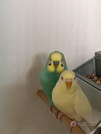 Coppia di cocorite