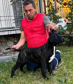 Cucciola Cane Corso