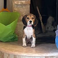 Beagle Elisabeth