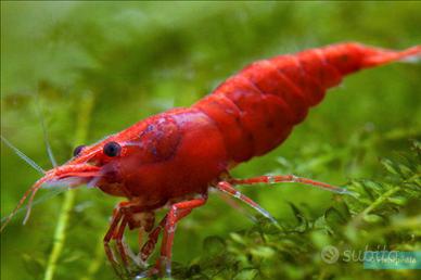 Caridine Red cherry