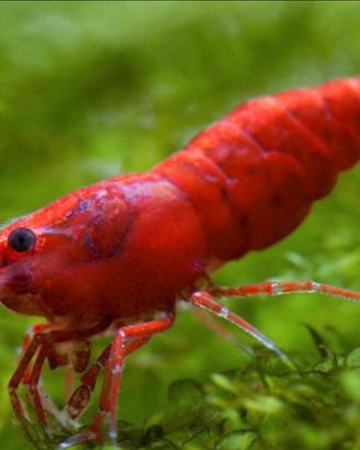 Caridine Red cherry