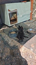 Cucciola pastore belga