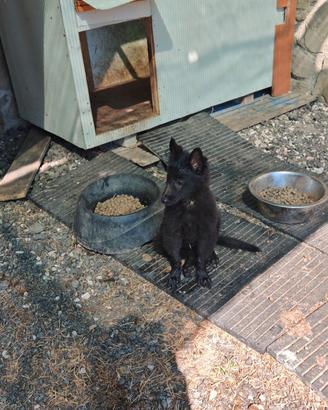 Cucciola pastore belga