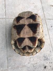 Tartarughe