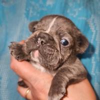 Bulldog francese cucciolo