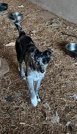 Cuccioli di sei mesi